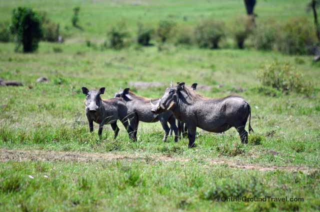 African Safari Warthog in Kenya
