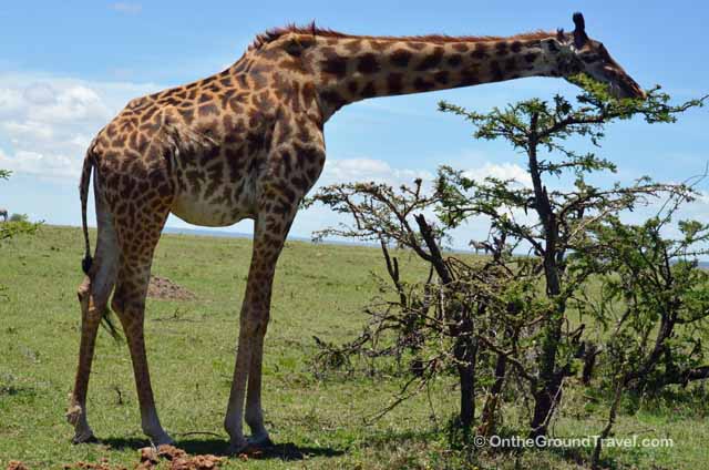African Safari Giraffe in Kenya