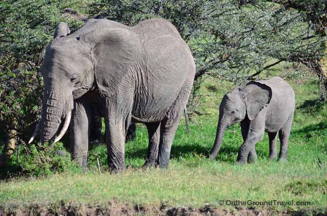 African Safari Elephant in Kenya