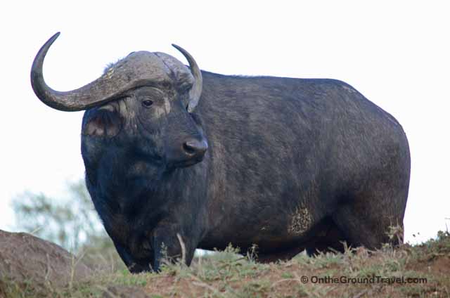 African Safari Cape Buffalo in Kenya