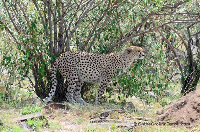 African Safari Cheetah in Kenya