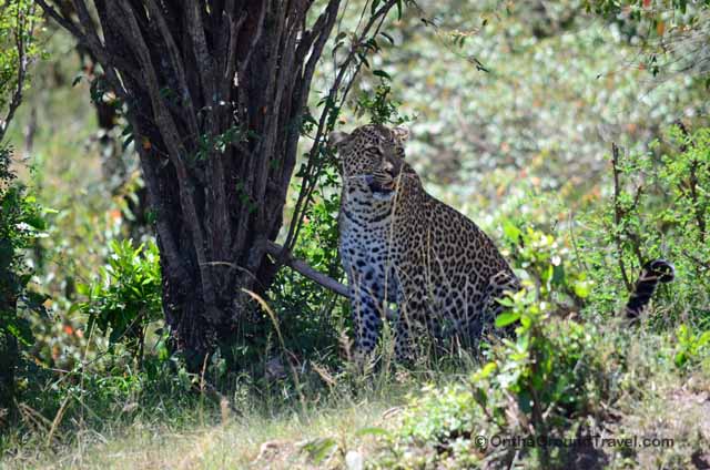 African Safari Leopard in Kenya