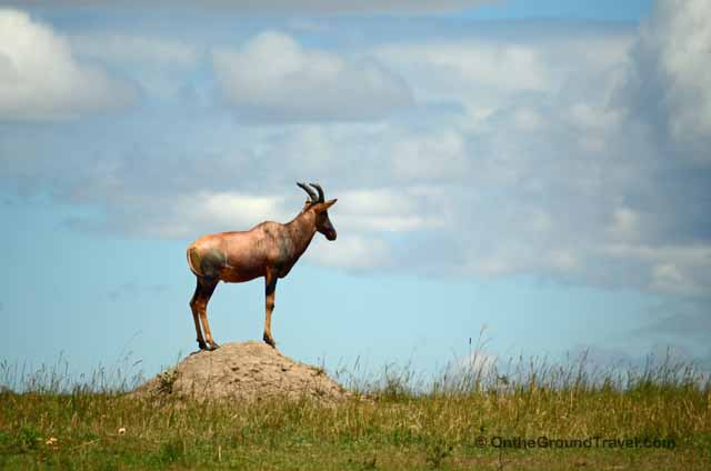 African Safari Topi in Kenya