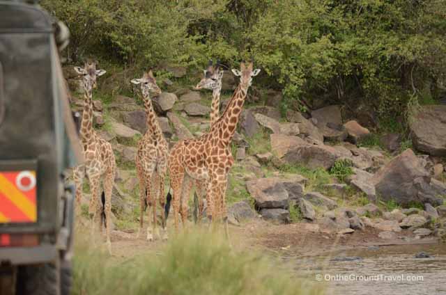 African Safari - Giraffes Crossing Mara River in Kenya