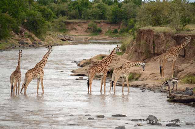 African Safari - Giraffes Crossing Mara River in Kenya