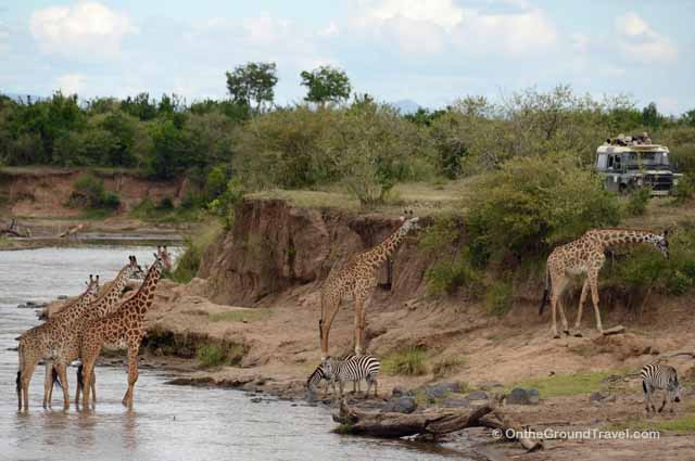 African Safari - Giraffes Crossing Mara River in Kenya