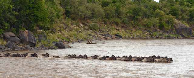 African Safari - Wildebeests Crossing Mara River in Kenya