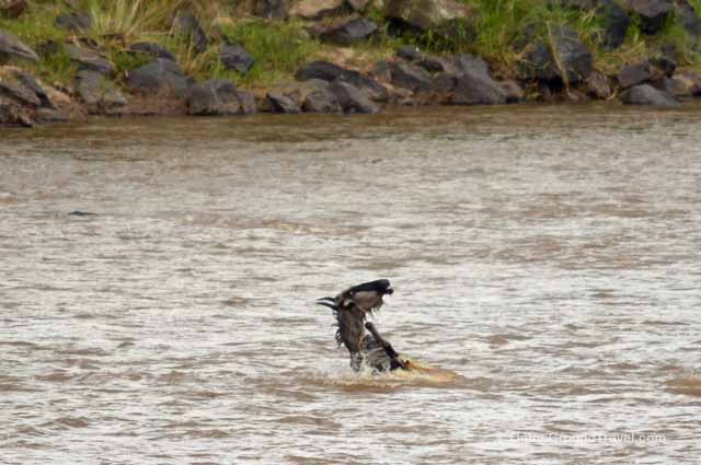 Wildebeest caught by Crocodile in the Mara River of Kenya