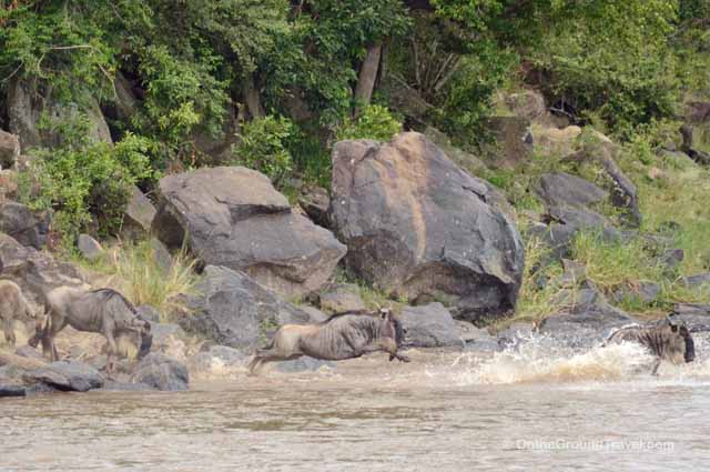 African Safari - Wildebeests Crossing Mara River in Kenya