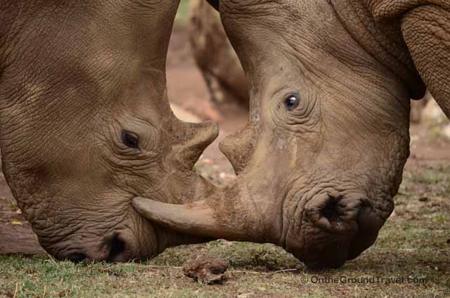African Safari White Rhinos in Kenya