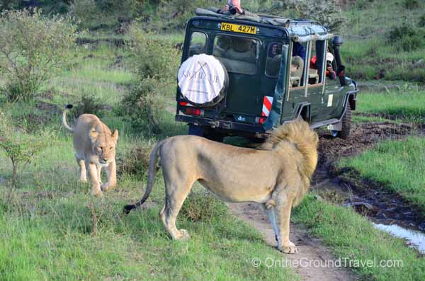 Kicheche 4x4 and a few lions