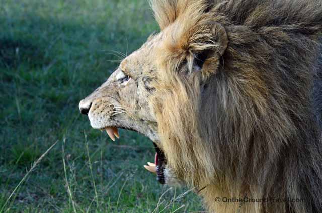 African Safari Lion in Kenya
