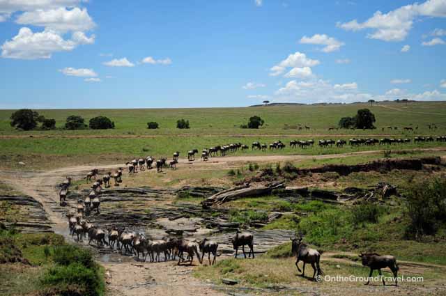 African Safari - Wildebeests Crossing Mara River in Kenya