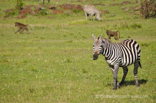 Zebra in Kenya