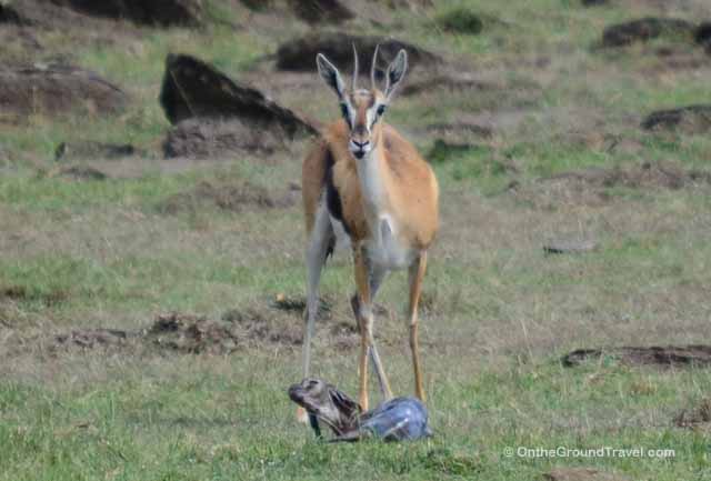 Birth of a Baby Gazalle on Kenya Safari from Trips Around the World