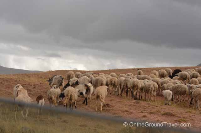 A herd of cattle grazing in the Sacred Valley, Peru from trips around the world