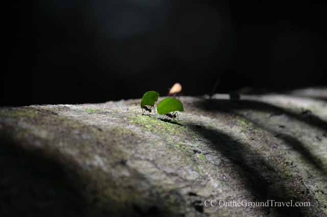 Leafcutter Ants in the Amazon jungle from trips around the world