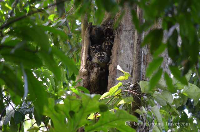 Owl Monkeys in the Amazon jungle from trips around the world