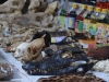 Animals\' skulls in the Belen Market in Iquitos